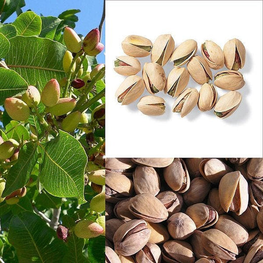 Pistachio Nut Tree Seeds | organicindiaseeds