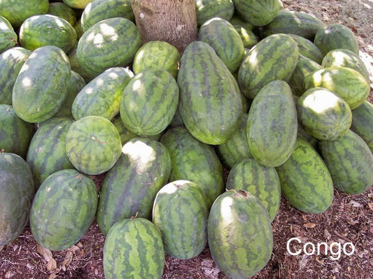 Sandía del Congo (Citrullus lanatus) – Semillas de Melón de Fruta Roja Ganadoras del AAS