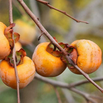 Graines de fruit de kaki italien