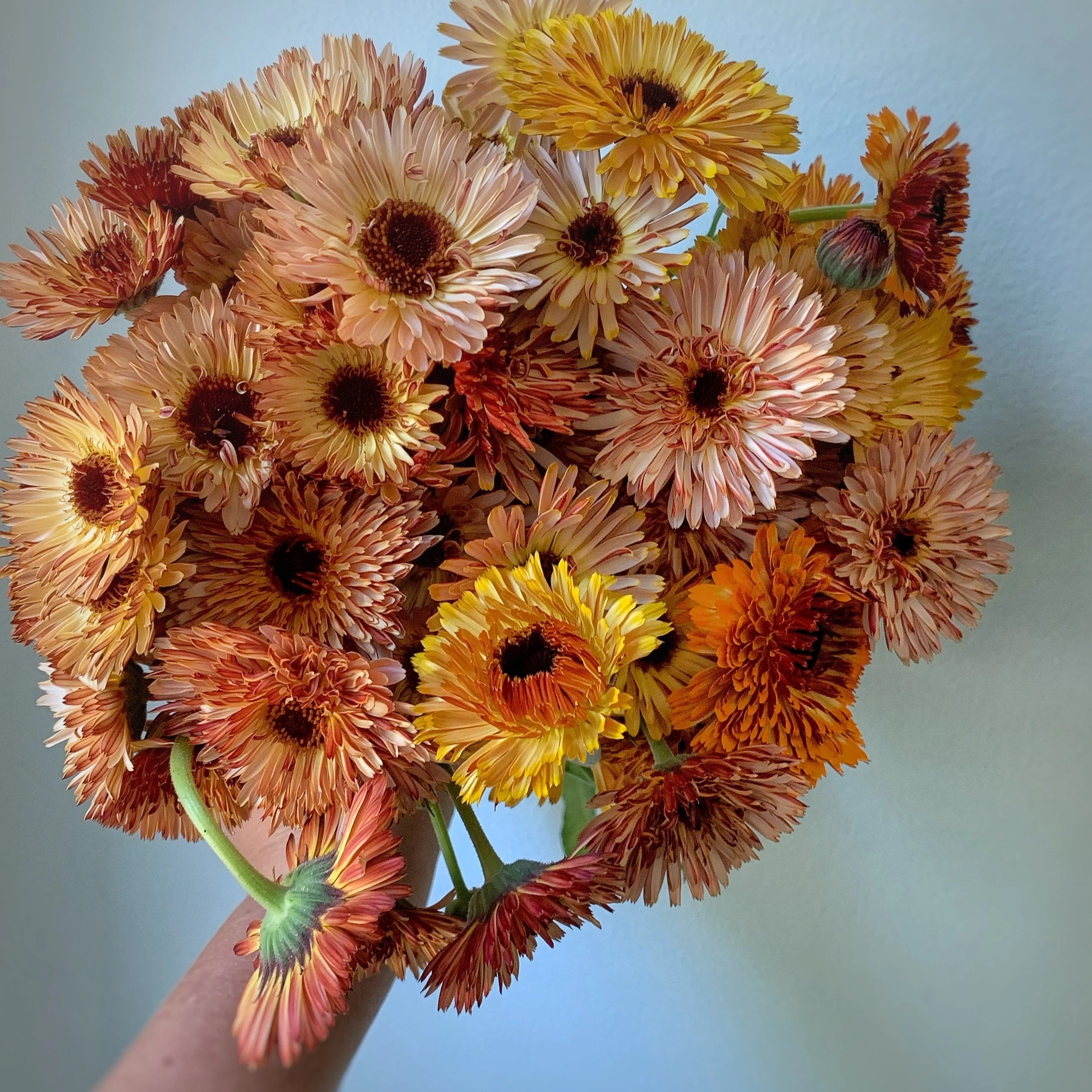 Semi di Fiore di Calendula Rame Bronzo, Fiori Unici, Non OGM