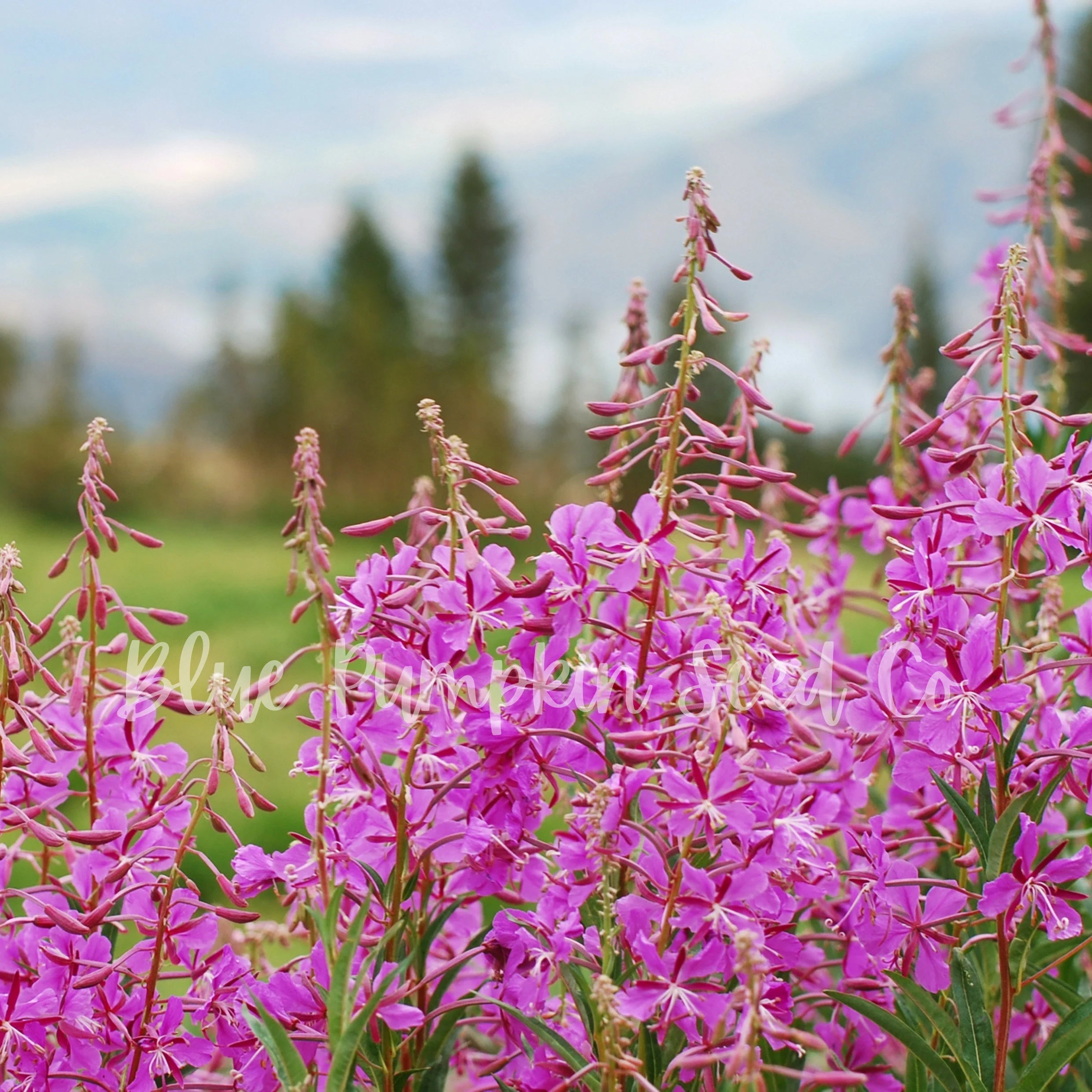 Epicorium Angustifolium Seeds – Vibrant Fireweed Variety for Gardens
