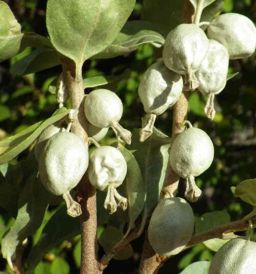 Semillas de fruta de American Silverberry