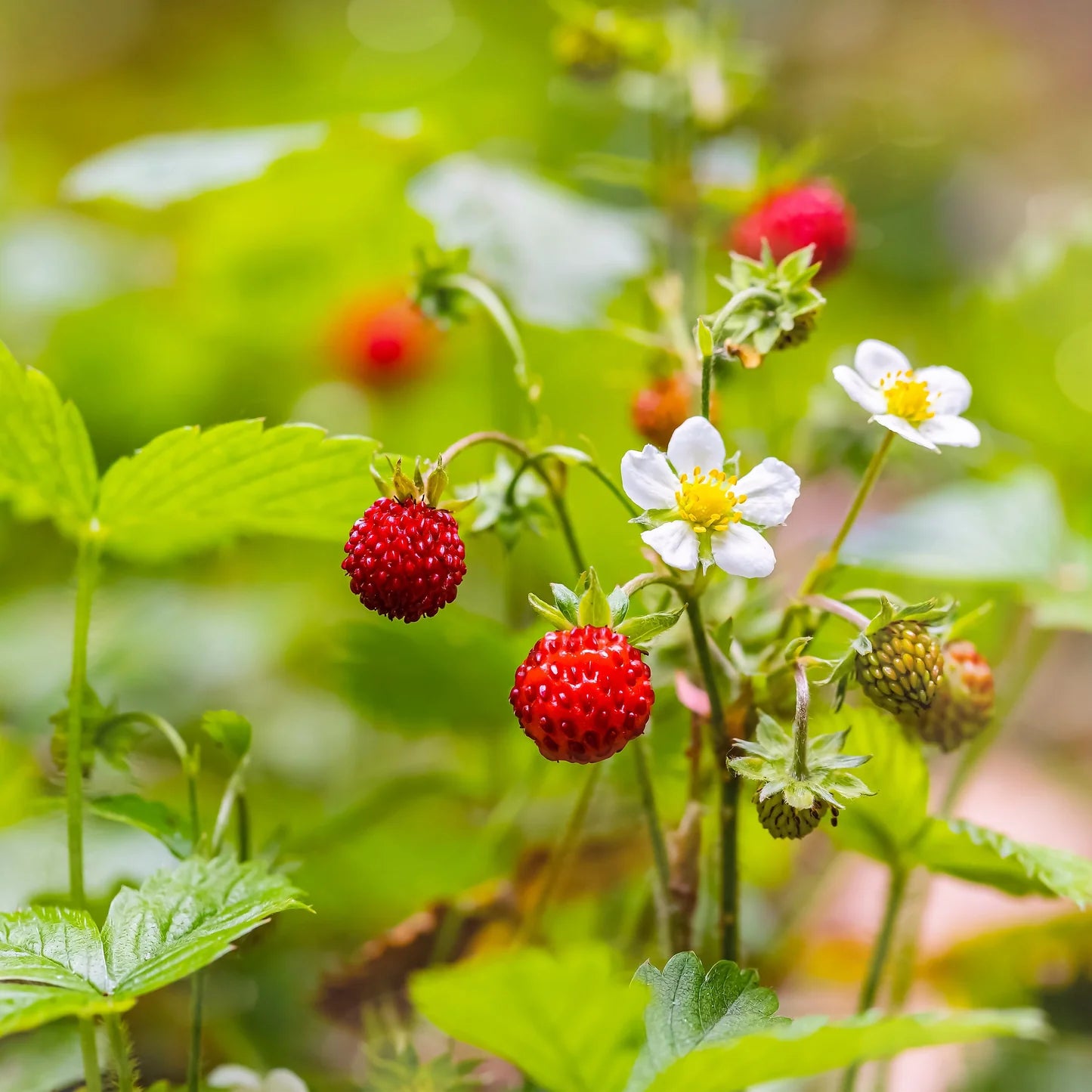 Semi di Fragola Selvatica della California
