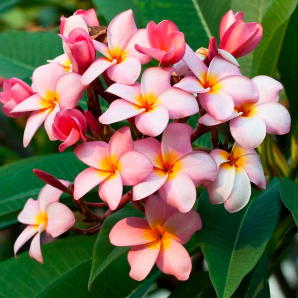 Semillas de Plumeria Rubra Frangipani de Colores Mixtos - 25 Piezas