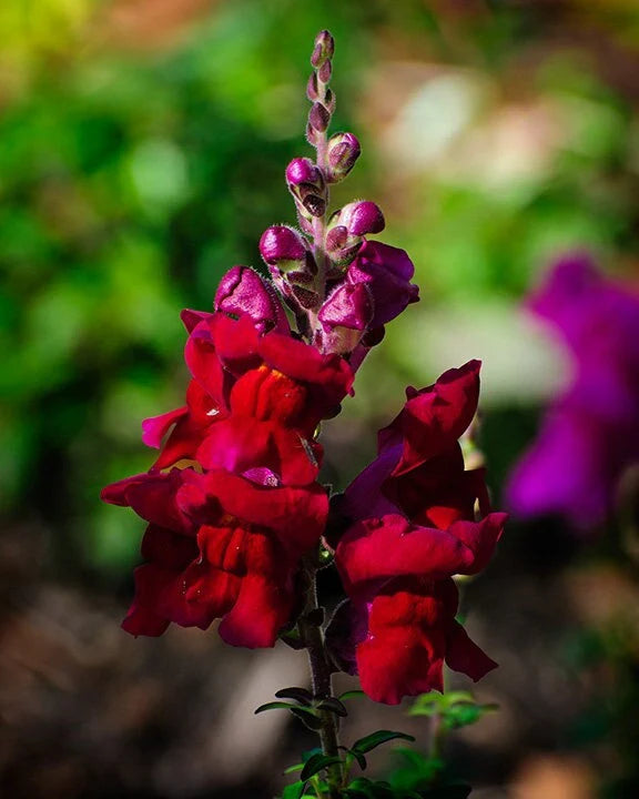 Burgundy Red Snapdragon Flower Seeds,Deep, Elegant Blooms for Your Garden
