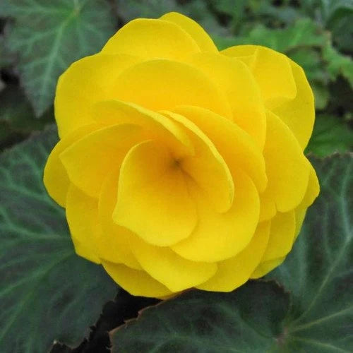 Semi di fiore di begonia verde-giallo, fioriture uniche e vivaci, non OGM