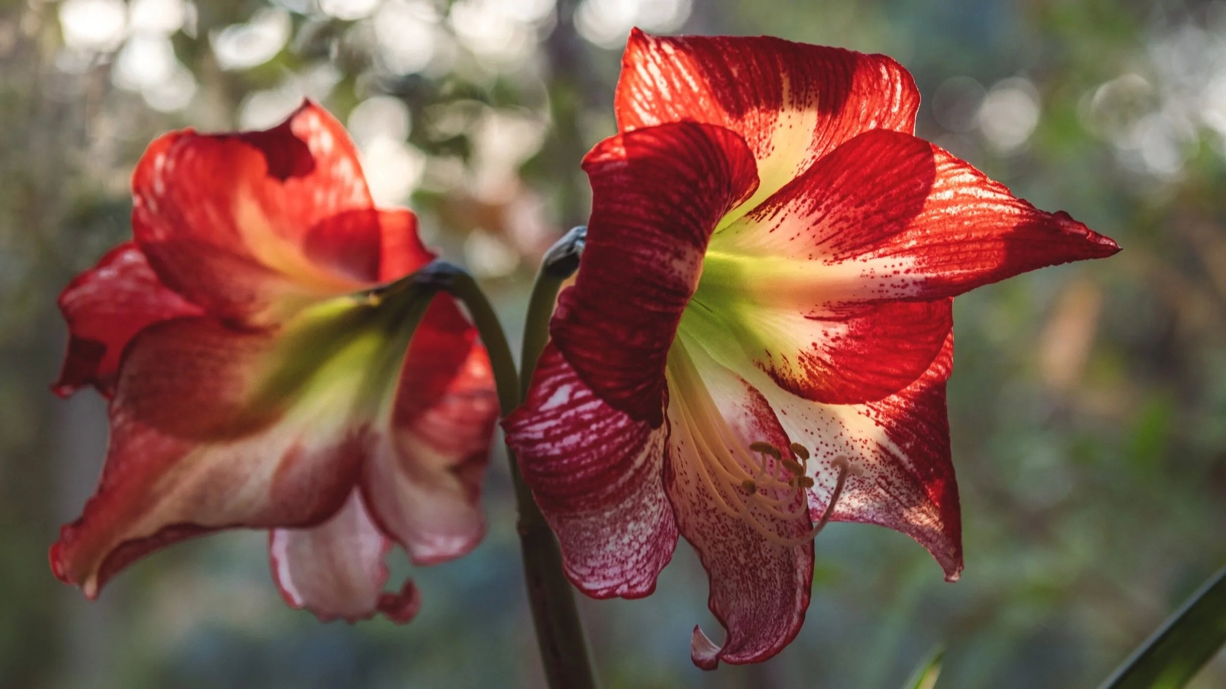 Vibrant Amaryllis Bulbs for a Perfect Garden Ensemble(3 Bulbs in a pack for planting)
