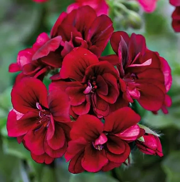 Semi di Fiore di Geranio Borgogna, Fioriture Ricche e Vellutate, Facili da Coltivare, Non OGM