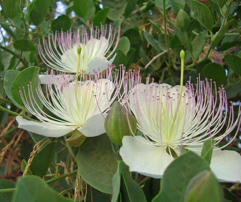 Semillas de Capparis Spinosa para Jardinería: Cultiva y Haz Crecer Tus Propias Alcaparras con Estas Semillas de Calidad Premium para Jardines Exuberantes