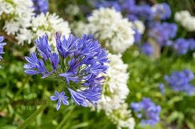 Semillas de Agapanthus Sunfield – Variedad Premium de Flor Alta para Impresionantes Exhibiciones en el Jardín