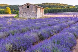 Lavanda Hardy de floración temprana con aroma clásico
