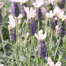 Unique White-Flowering Lavender with a Delicate Fragrance