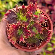 Coleus Flower Seeds for Planting, Vibrant Foliage for Gardens & Containers
