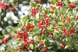 Acebo de Carolina (Ilex ambigua) – Acebo caducifolio nativo con bayas rojas brillantes