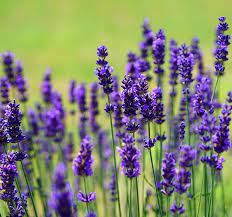 Semillas de Lavanda Portuguesa (Lavandula latifolia) – Flores Fragantes para Jardines y Paisajismo