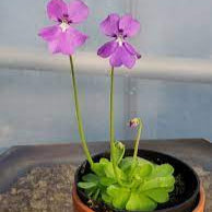 "Mexican Butterwort Seeds, Planting - 100 pcs" - Flower seeds
