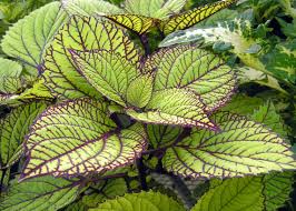 Semillas de Coleus Wasabi – Follaje Verde Vibrante para Plantar en el Jardín
