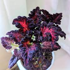 Semillas certificadas de Coleus Black Dragon Lulu - 40 semillas frescas para un color vibrante en el jardín | No transgénico