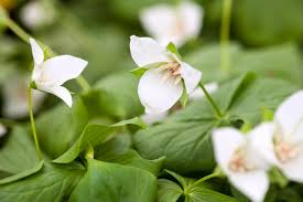 Graines de Trillium (Graines de Trillium Flexipes) - Périannuelle Rare d'Ombre pour Jardins Forestiers