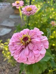 Semi di Zinnia (Semi di Zinnia Rosa Chiaro) - Fiori Eleganti per Esposizioni da Giardino Raffinate