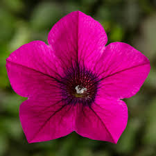 Graines de Pétunia Rose Vif – Floraisons Vives pour Jardin et Plantation en Conteneur