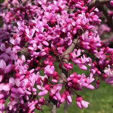 Semi di Albero di Redbud Orientale – Cercis canadensis Fioriture Ornamentali Primaverili