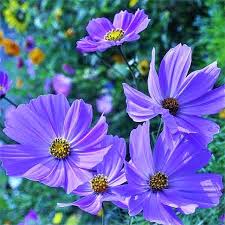 Graines de fleurs Cosmos lavande, floraisons délicates et gracieuses pour votre jardin