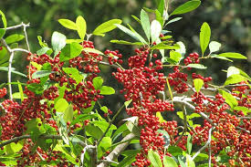 Acebo Possumhaw (Ilex decidua) – Acebo caducifolio con impresionantes bayas de invierno