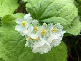 Diphylleia grayi Seeds, Transparent Skeleton Flower Seeds