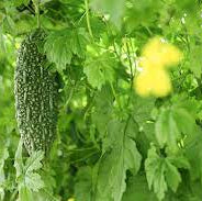 Bitter Melon Japanese Long Seeds - Premium Quality for Gardening Enthusiasts