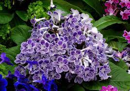 Semillas de Streptocarpus – Variedad Premium para Floración para Jardines Vibrantes de Interior y Exterior