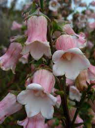 Azorina Vidalii Semillas – Variedad Rara de Flor Costera para Plantación Única en Jardín