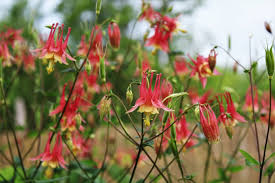 Semillas de Aquilegia Canadensis – Variedad perenne resistente de columbina para plantar en jardín