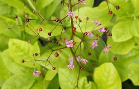 Jewels of Opar Flower Seeds – Premium Ornamental Variety for Vibrant Garden Displays