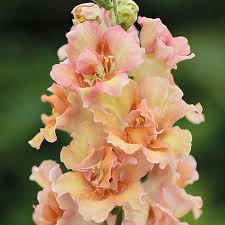Peach Snapdragon Flower Seeds, Soft, Warm-Toned Blooms for Your Garden