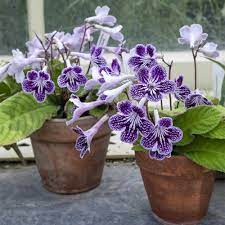 Semillas de Streptocarpus – Variedad Premium para Floración para Jardines Vibrantes de Interior y Exterior