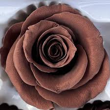 Brown Rose Flower Seeds , Rare Chocolate-Toned Blooms, Easy to Grow, Non-GMO