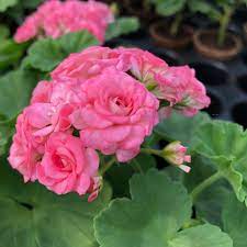 Geranien Samen (Premium Geranien Blütensamen) - Lebendige robuste Blüten für den Gartenbau