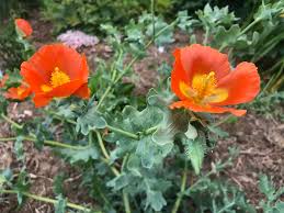 Semillas de Glaucium Corniculatum – Variedad de jardín perenne resistente para paisajes únicos