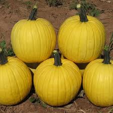 Semillas de Calabaza Amarillo Suave para Plantar Eleva Tu Jardinería con Calabazas Deliciosas de Tonos Dorados