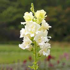 Creamy White Snapdragon Flower Seeds – Elegant & Delicate Blooms for Gardens