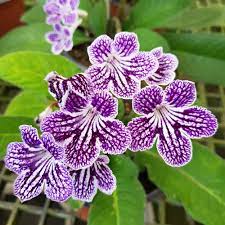Semillas de Streptocarpus – Variedad Premium para Floración para Jardines Vibrantes de Interior y Exterior