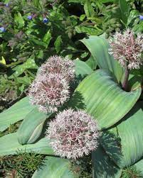 Semillas de Allium Karataviense – Variedad Premium de Flor Ornamental para Plantación en Jardín