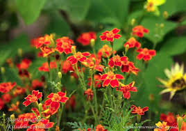 Semillas de Signet Marigold – Tagetes tenuifolia – Flores comestibles y delicadas para jardines