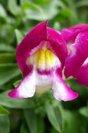 Bi-Color White & Purple Snapdragon Flower Seeds – Stunning Dual-Tone Blooms