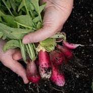 Semillas de Rábano Desayuno Francés - Cultiva Tus Propios Rábanos Crujientes y Sabrosos