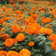 Semillas de Caléndula Africana – Tagetes Erecta con Grandes Flores Vibrantes para Plantar en el Jardín