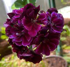 Purple Geranium Flower Seeds,Unique Vibrant Blooms, Easy to Grow, Non-GMO