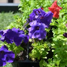 Semillas de Petunia Violeta – Flores Ricas y Reales para Jardines y Cestas Colgantes