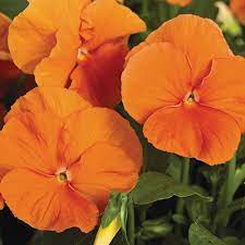Orange Pansy Flower Seeds, Bright & Cheerful Blooms, Easy to Grow, Non-GMO